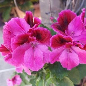 Meet your Posher, Sandra